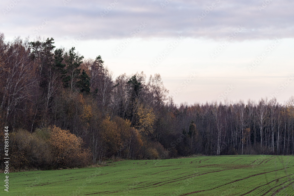green winter wheat field in front of autumn forest green winter wheat field in front of autumn forest