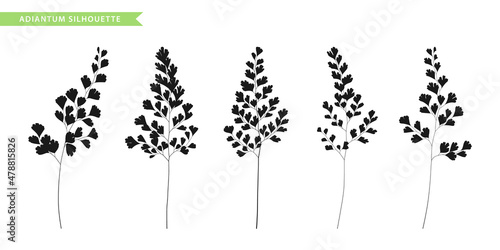 Maidenhair fern twigs set. Silhouettes. Floral design elements. © Julia Laime