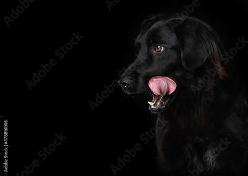 Black dog on black background © DoraZett