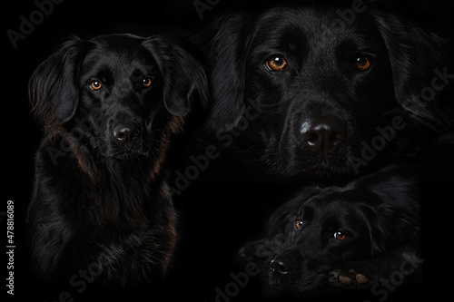 Fototapeta Naklejka Na Ścianę i Meble -  Collage of a black dog on black background