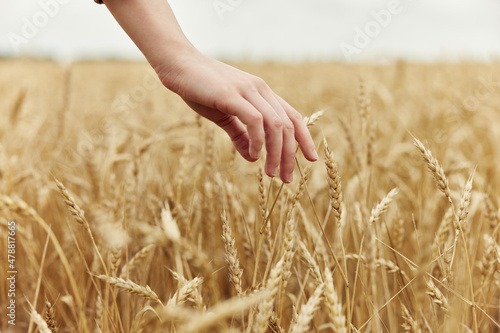 touching golden wheat field countryside industry cultivation autumn season concept © SHOTPRIME STUDIO