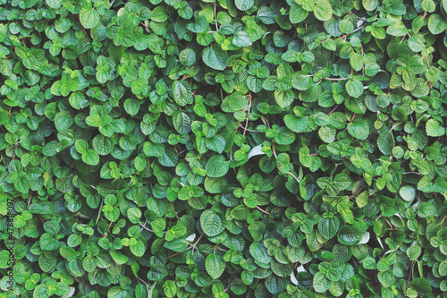 Fotografia Natural Pattern Background of Lush Creeping Charlie Plant, Pilea nummulariifolia (Sw