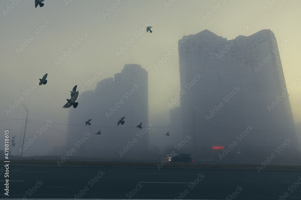 The morning fog on a city street. The bird's silhouettes, flying over ...
