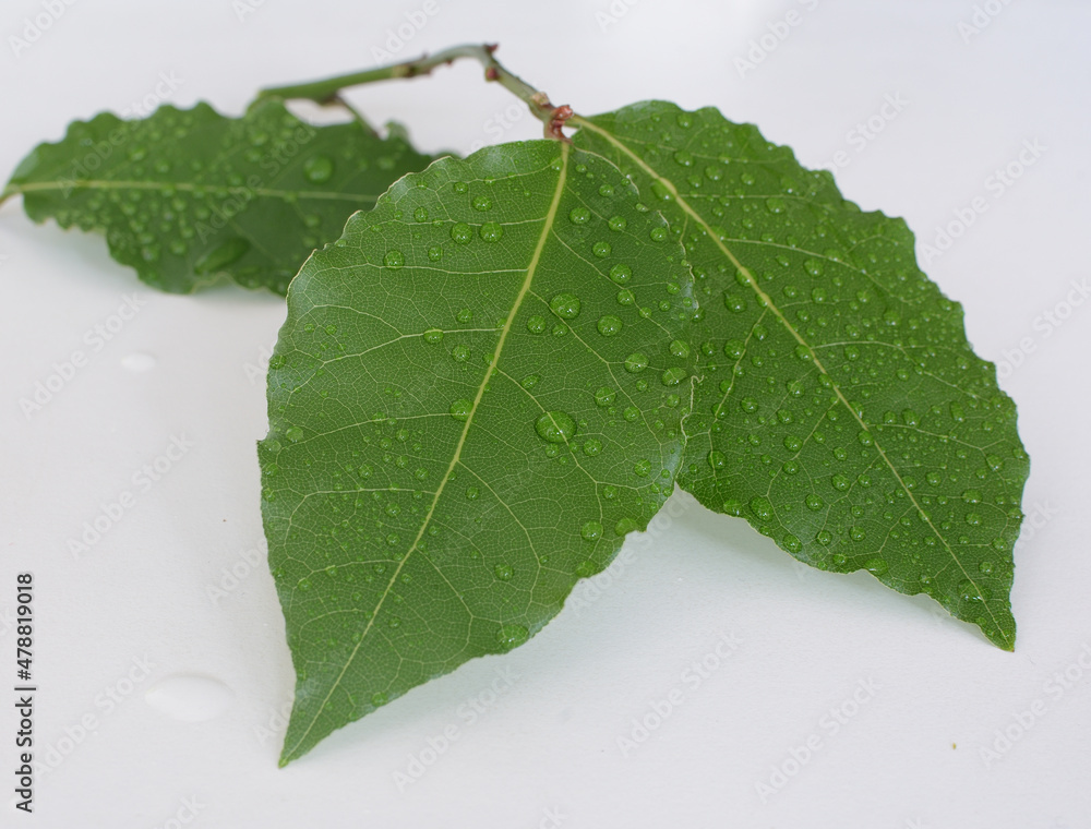 Naklejka premium Liść laurowy