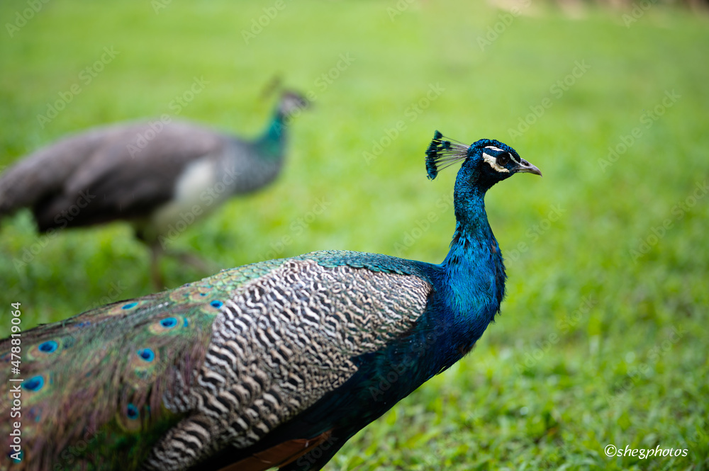 Obraz premium Peacock in Hawaii 