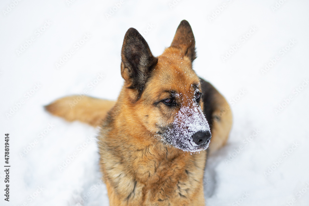 The dog lies on the white snow. The East European Shepherd Dog feels great in winter and loves to play in the snow. The dog lies on the white snow. The East European Shepherd Dog feels great in winter and loves to play in the snow.