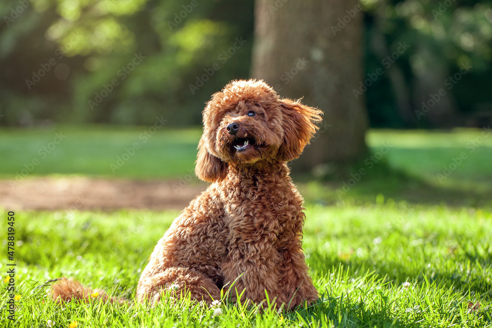 Cute Tan Brown Miniature Poodle Dog in Park Cute Tan Brown Miniature Poodle Dog in Park