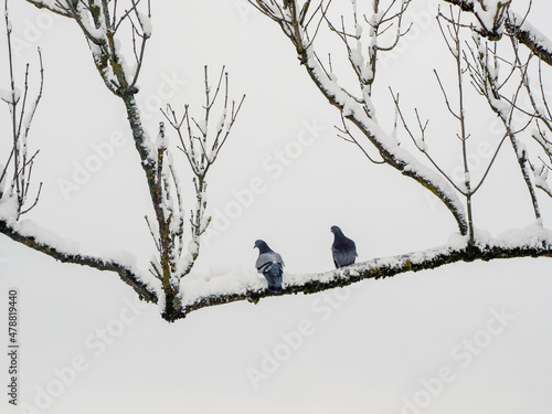 Two pigeons on a branch, winter minimalism of nature. Birds in the winter. The hard life of animals and birds in winter concept.