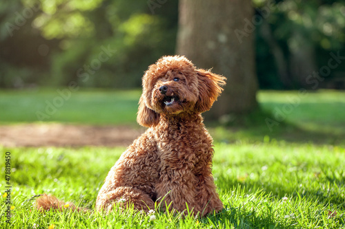 Cute Tan Brown Miniature Poodle Dog in Park