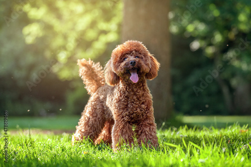 Cute Tan Brown Miniature Poodle Dog in Park