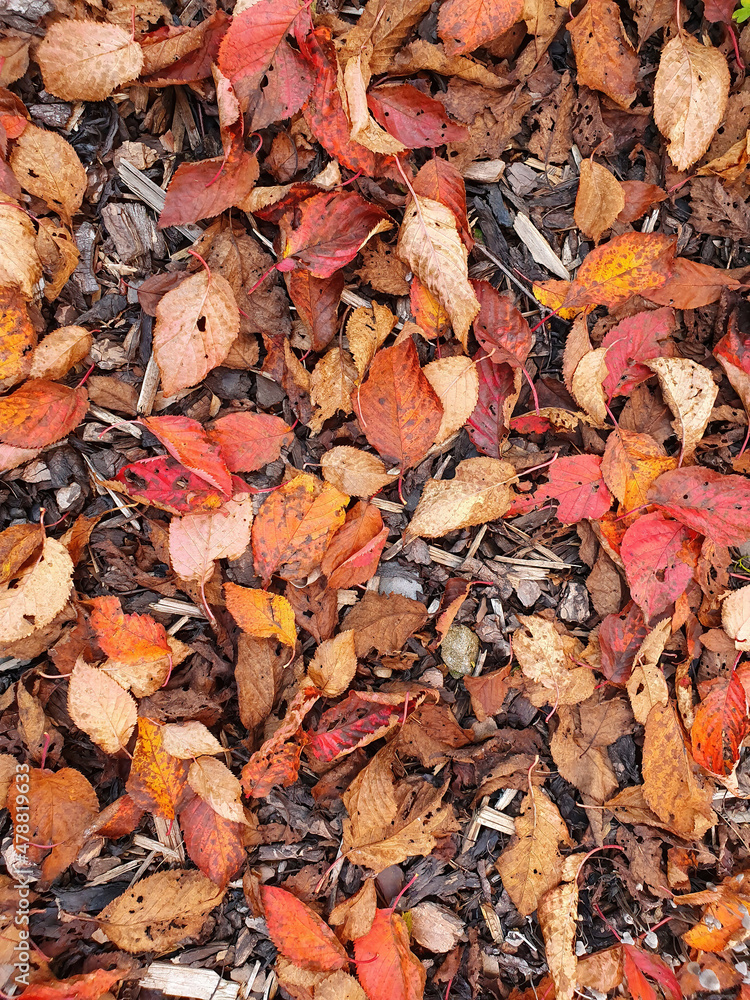 Autumn colour background of  Prunus Sargentii a tree which has red brown leaves during the fall season in November which is commonly known as Sargent's cherry, stock photo image