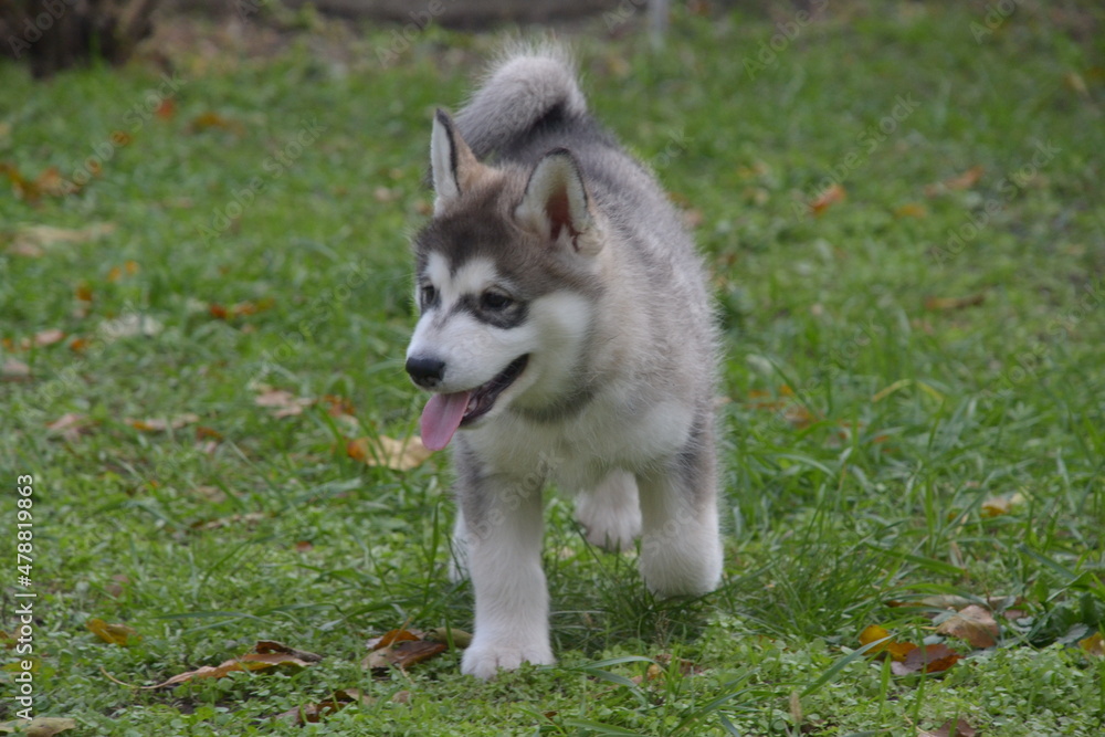 Alaskan Malamute on vacation in the summer Alaskan Malamute on vacation in the summer