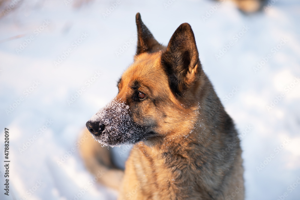 The dog lies on the white snow. The East European Shepherd Dog feels great in winter and loves to play in the snow.