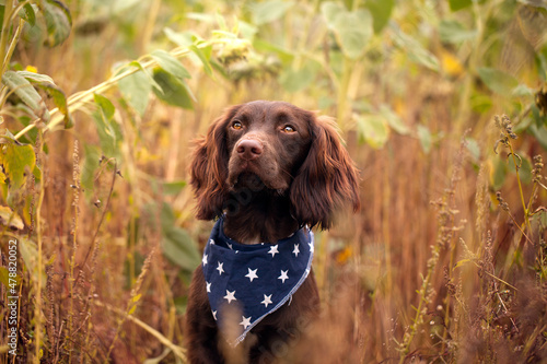 Sprocker Springer Cocker Spaniel Cross Brown Dog In Sunflowers photo