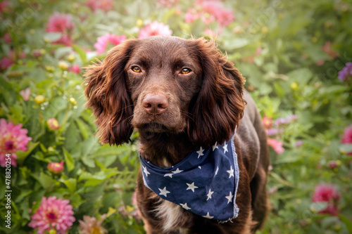 Sprocker Springer Cocker Spaniel Cross Brown Dog Pink Flowers