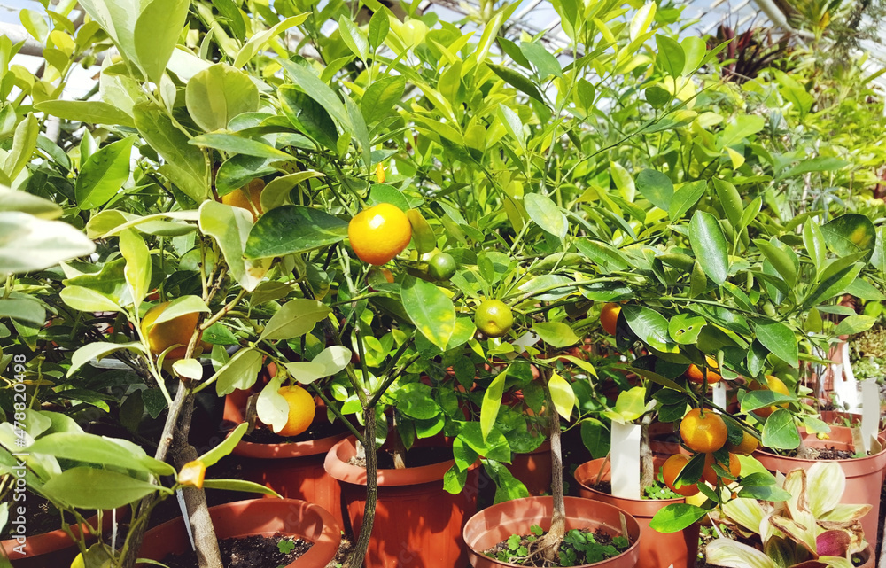 Tangerine tree with ripening fruits