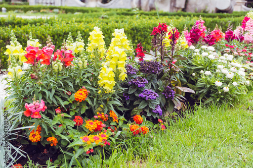 Fototapeta Naklejka Na Ścianę i Meble -  Beautiful antirrhinum majus or snapdragon flowers in pink, red, white and yellow colors . Spring blooming garden background