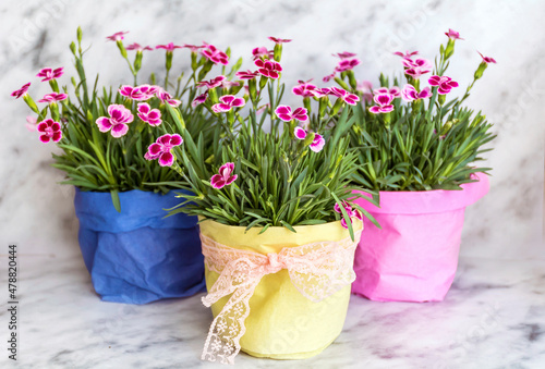 Fototapeta Naklejka Na Ścianę i Meble -  Pink carnation flowers in colorful pots 