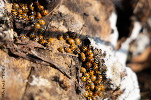 Ladybugs wintering on the bark of a tree.