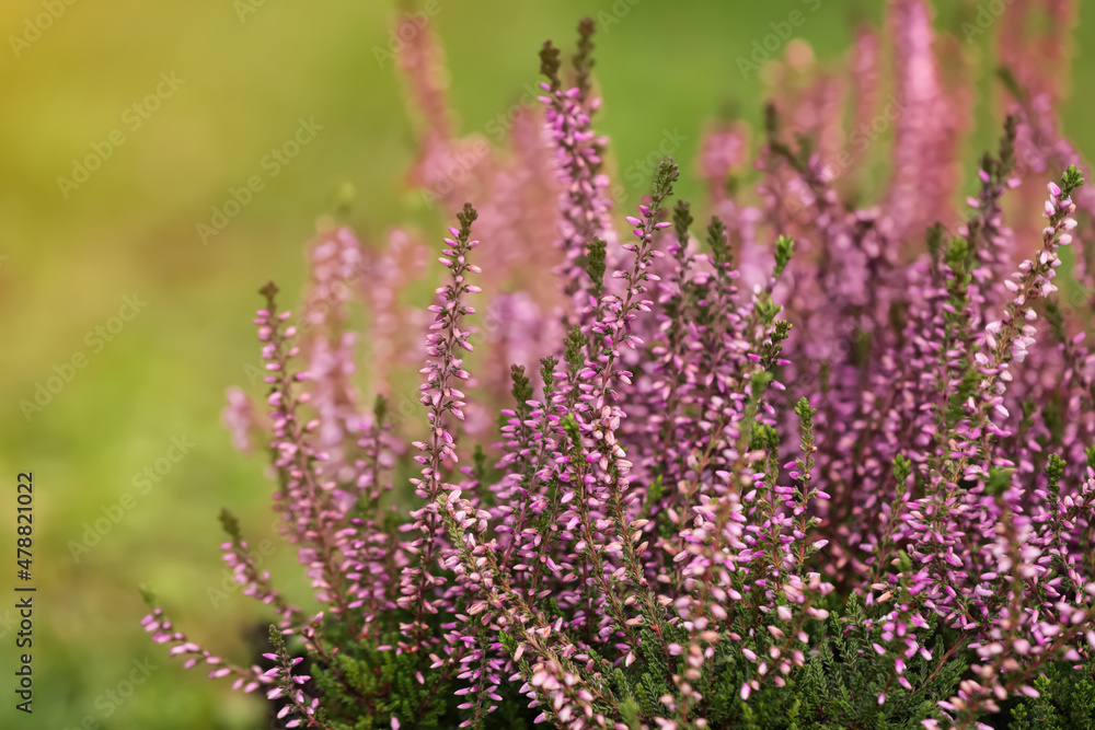 Heather shrubs with beautiful flowers outdoors on spring day Heather shrubs with beautiful flowers outdoors on spring day