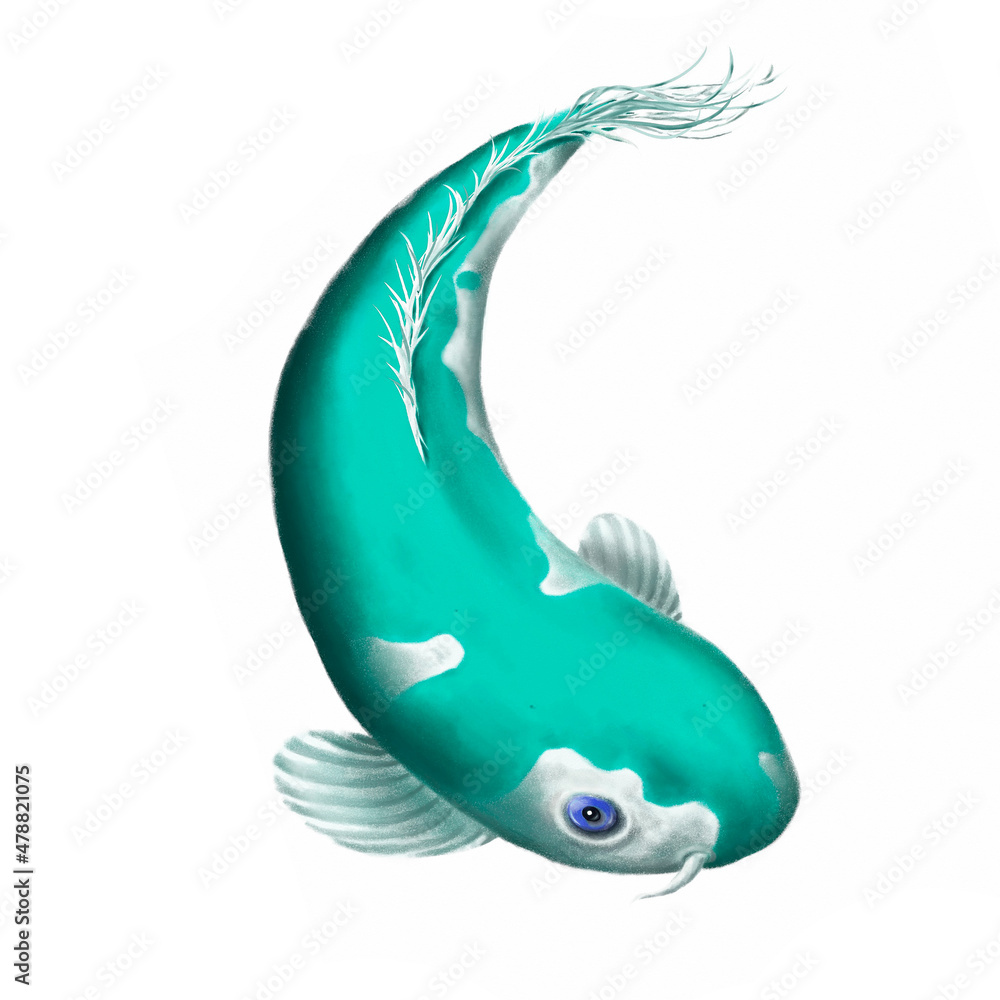 Fototapeta premium Illustration of Koi carp on a white background