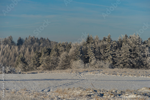 Wallpaper Mural Oszroniony las w beskidach Torontodigital.ca