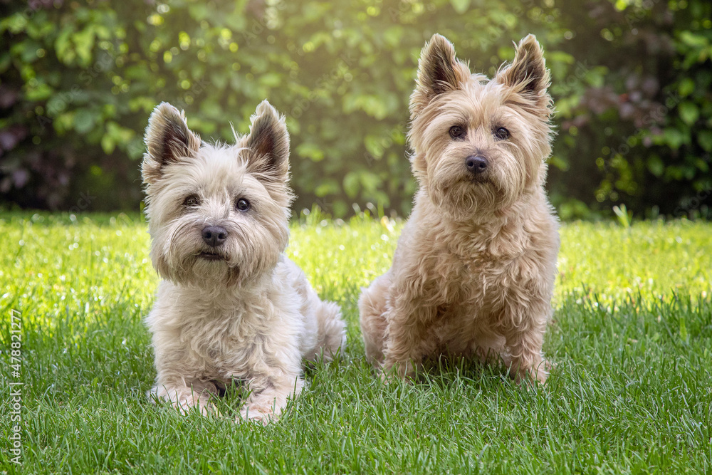 Two Cairn terrier Dogs In Garden - obrazy, fototapety, plakaty 
