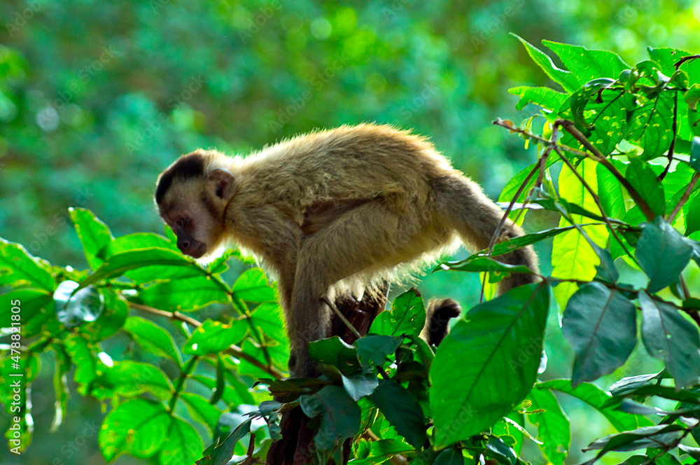 Obraz premium Robust capuchin monkey over green forest background