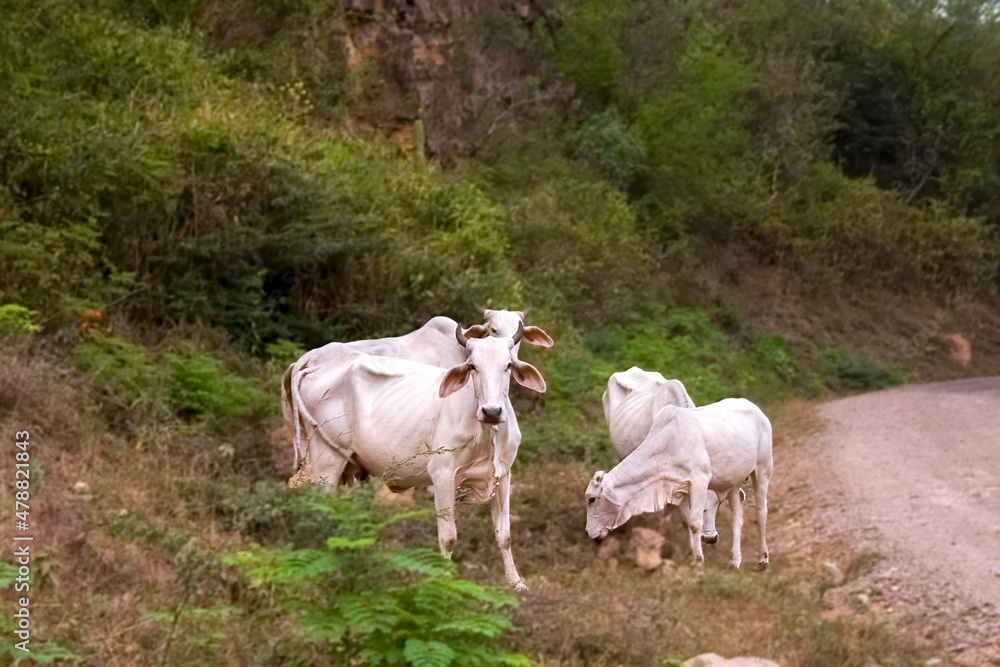 Four zebu cows grazing at the edge of a road near the town of Barichara in the eastern Andes range of central Colombia.