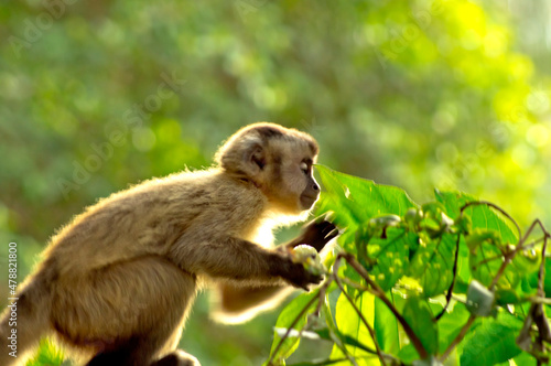 Robust capuchin monkey over green forest background © felipecamps