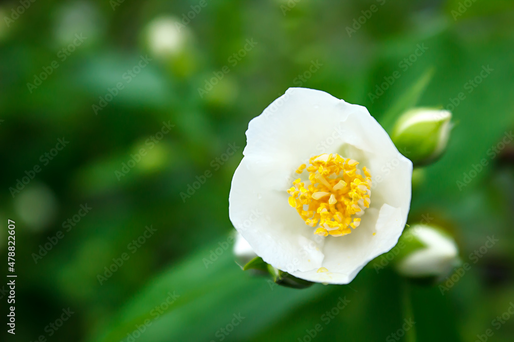Blooming white jasmine. Herbal tea. Bright green foliage. Gardening, plantations and farms. Blooming white jasmine. Herbal tea. Bright green foliage. Gardening, plantations and farms.