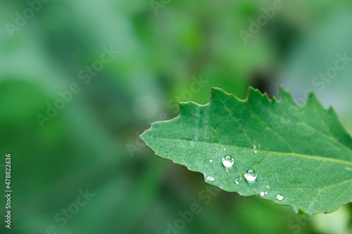 A drop of rain on a leaf. Bright green foliage. Gardening, plantations and farms. natural background.