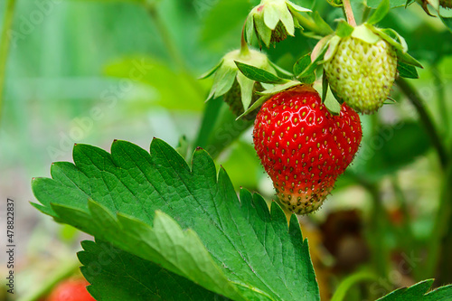 Ripe red strawberries are growing in the garden bed. Bright green foliage. Berries and fruits. Gardening, plantations and farms. Summer, vacation, business.