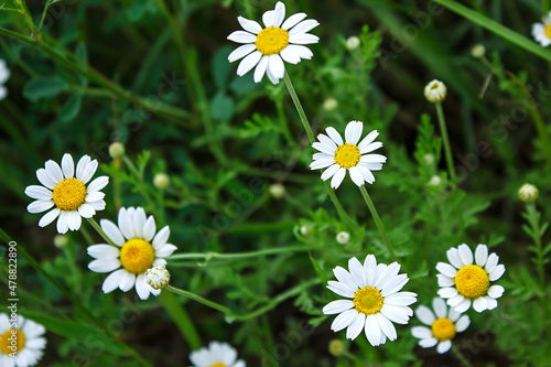 white chamomile blossoms on a green foliage background.  Gardening  plantations and farms. 