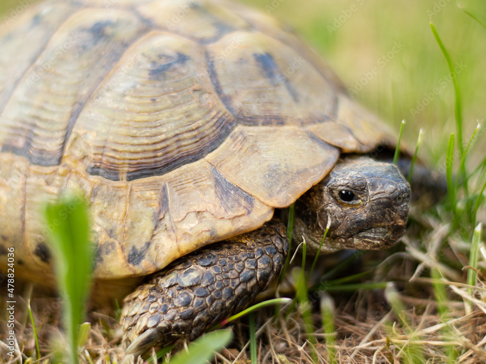 A closeup of a gopher tortoise reptile in nature with fresh grass. Endangered species concept. A closeup of a gopher tortoise reptile in nature with fresh grass. Endangered species concept.