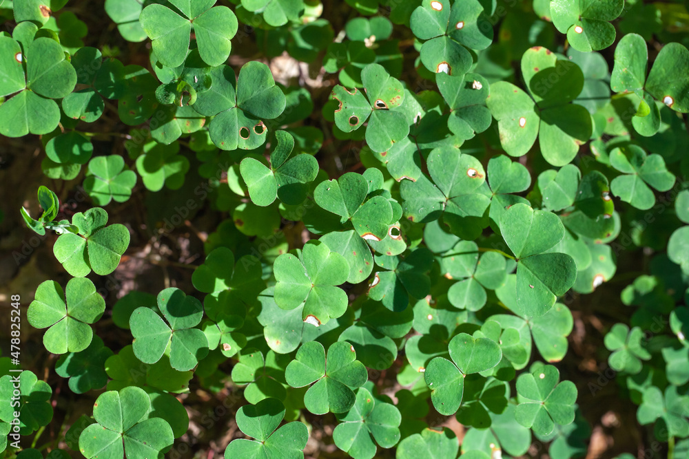 Green leaves of Oxalis acetosella Green leaves of Oxalis acetosella
