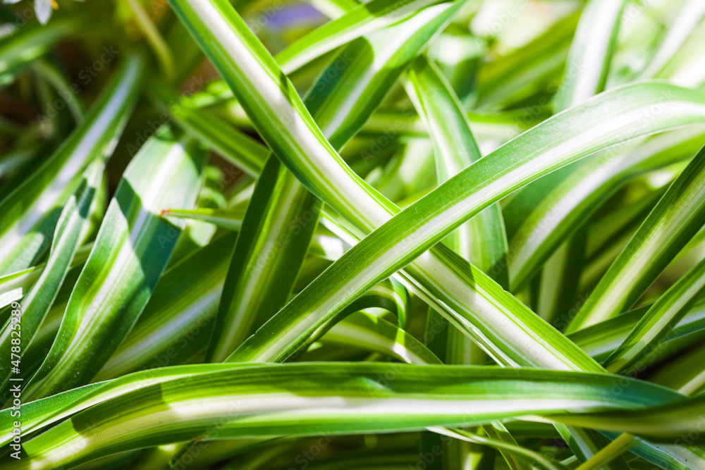 Colorful leaves of tropical plant dracaena reflexa, natural green background Colorful leaves of tropical plant dracaena reflexa, natural green background
