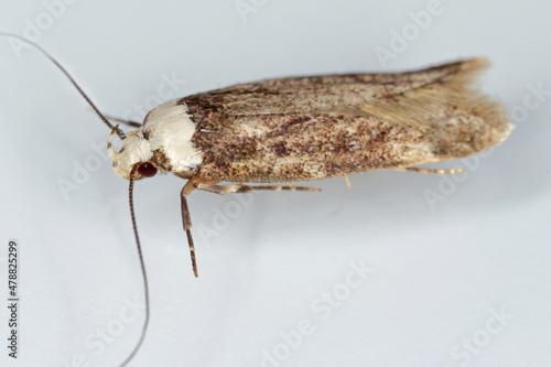 A white shouldered house moth - Endrosis sarcitrella a common house pest that breeds all year round and it is fond of grain, cereals, wool and other fabrics