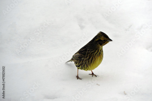 A portrait of a female yellowhammer sitting in snow