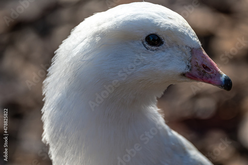 Portrait of an Andean Goose (Chloephaga melanoptera) © Hanjo Hellmann