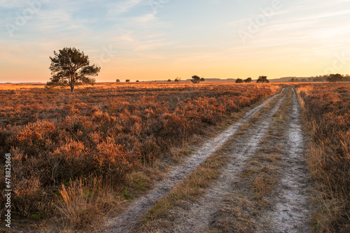Fotografie Sunset on the heath in the Veluwe; The Netherlands.