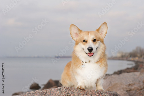 welsh corgi dog sits on the rocks © Deno