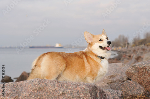 cute welsh corgi dog standing on the rocks