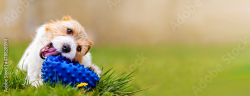 Photography Playful happy cute dog puppy chewing, playing with a toy ball in the grass in spring