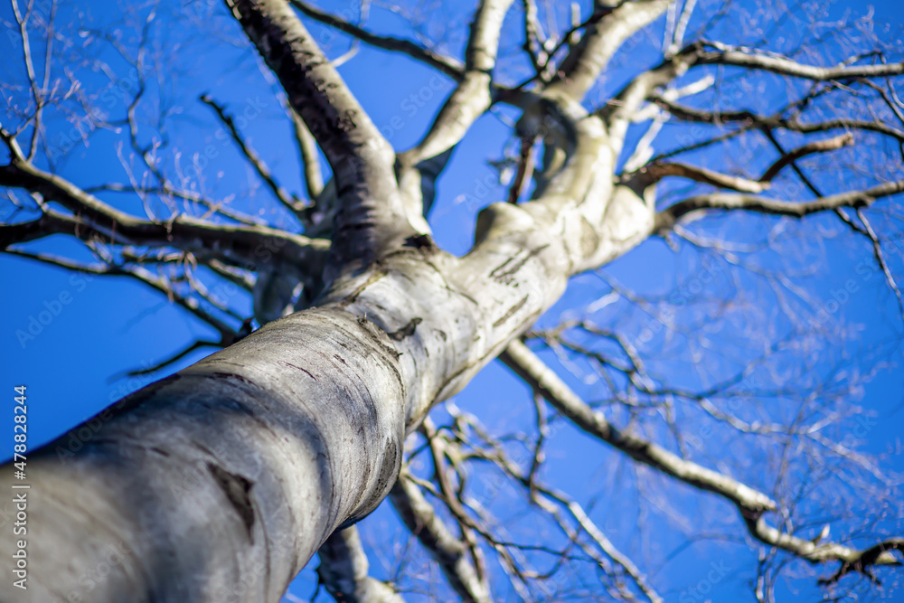 Fototapeta premium Tree without leaves on blue sky background. Climate change, global warming concept.
