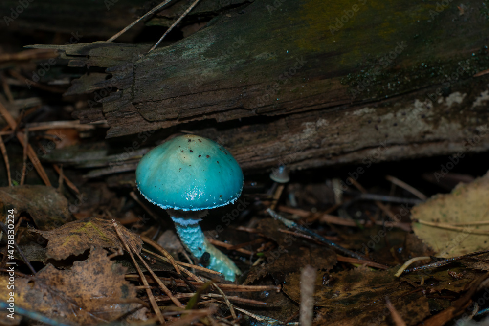 Blue Stropharia aeruginosa muschroom in the forest. Naturally blue, magically looking fantasy muschroom in Europe.