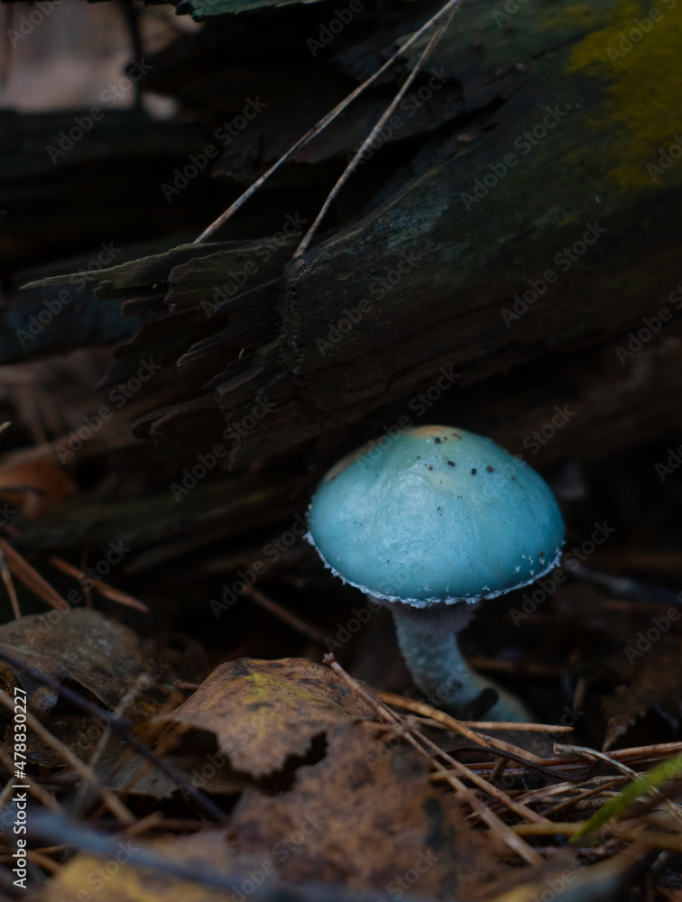 Blue Stropharia aeruginosa muschroom in the forest. Naturally blue, magically looking fantasy muschroom in Europe.