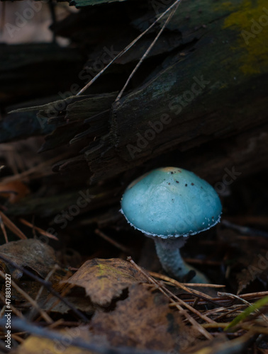 Obraz na płótnie Blue Stropharia aeruginosa muschroom in the forest. Naturally blue, magically looking fantasy muschroom in Europe. w salonie