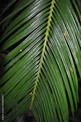 Palm tree with leaves. An exotic plant. Great for wallpaper.