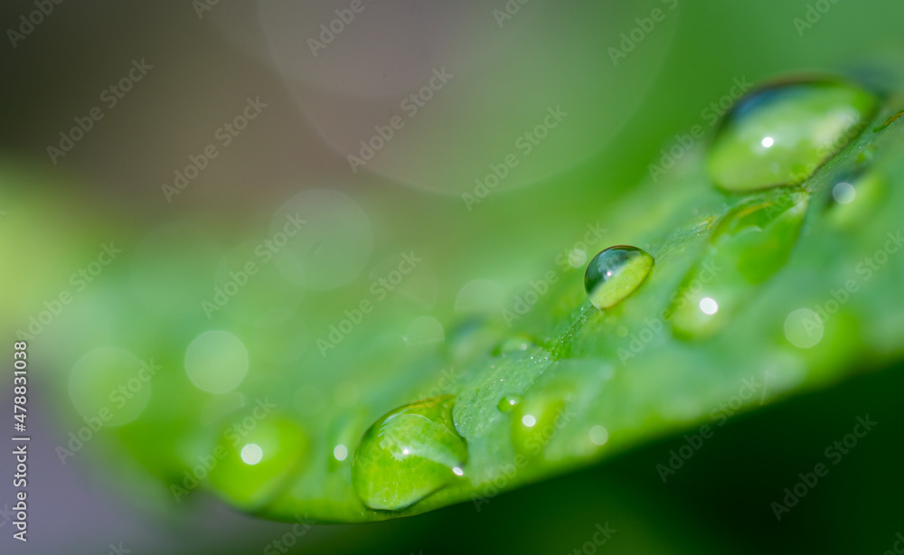 raindrops on fresh green leaves on a black background. Macro shot of water droplets on leaves raindrops on fresh green leaves on a black background. Macro shot of water droplets on leaves